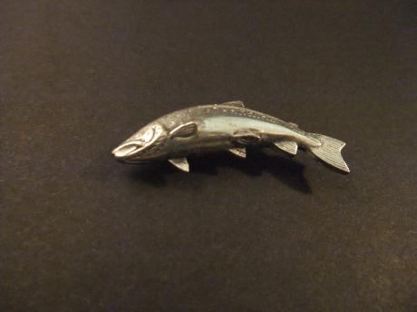 Koningszalm,( Chinook zalm) zilverkleurig